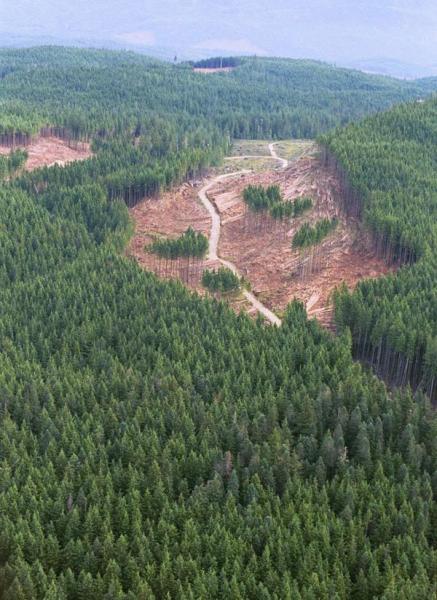 環境と共存できる、立木不定残存法に従う伐採地