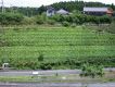 事例：切土コンクリートのり枠 （千葉県東金市） 樹種：ヘデラ類