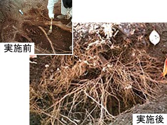 事例：ソメイヨシノ(推定樹齢70～80年)の樹勢回復 2年目には樹皮が割れるほど幹が肥大。さらに細根が大量に発根。