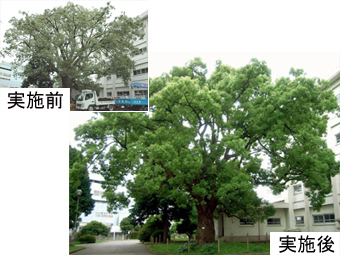事例：クスノキの樹勢回復 約3年後には枝葉が多くなり、幹も生長。