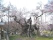 事例：エドヒガン（推定樹齢1800年以上） 国指定天然記念物　山高神代桜の樹勢回復に使用 