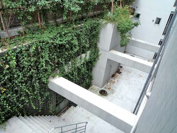 建物内からの景観に配慮し、ドライエリアの壁面を緑化。登はんと下垂のより早期緑化を実現。