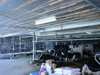 施工例（牛舎）