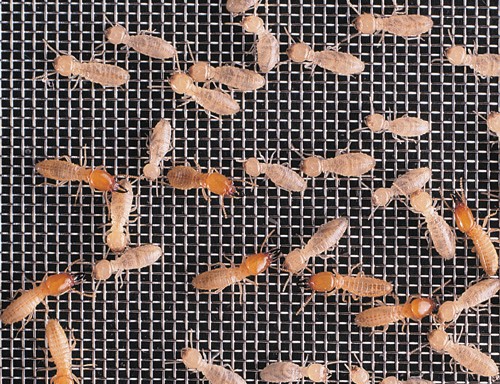 ターミメッシュシステム シロアリ予防工法の詳細