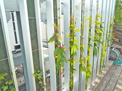 つる植物は、ヘデラ類の使用を推奨。花の咲くビグノニア、テイカカズラを混植することも可能。