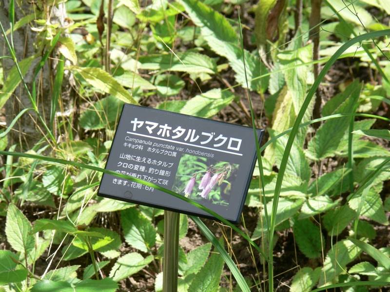 樹名札