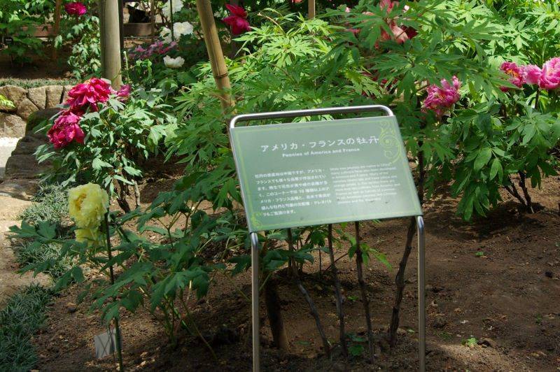 ステンレス製A4サイズ解説板　上野東照宮ぼたん苑