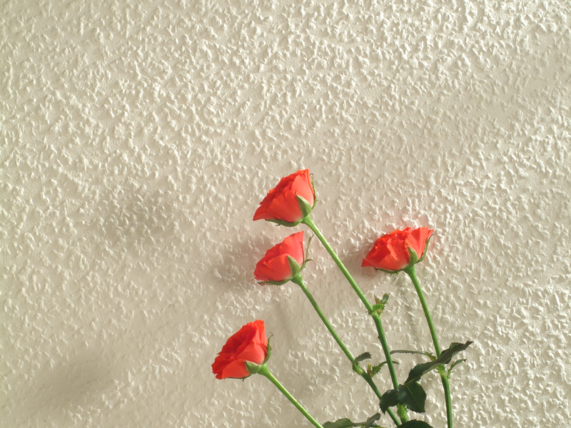 ＶＩＲＧＩＮ　ＷＡＬＬ施工例（ルナファーザー：チップス　Ｎｏ．４０／７５）