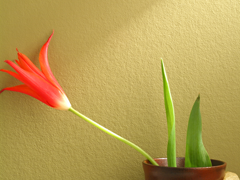 ＶＩＲＧＩＮ　ＷＡＬＬ施工例（ルナファーザー：フリーズ Ｎｏ．７４１）