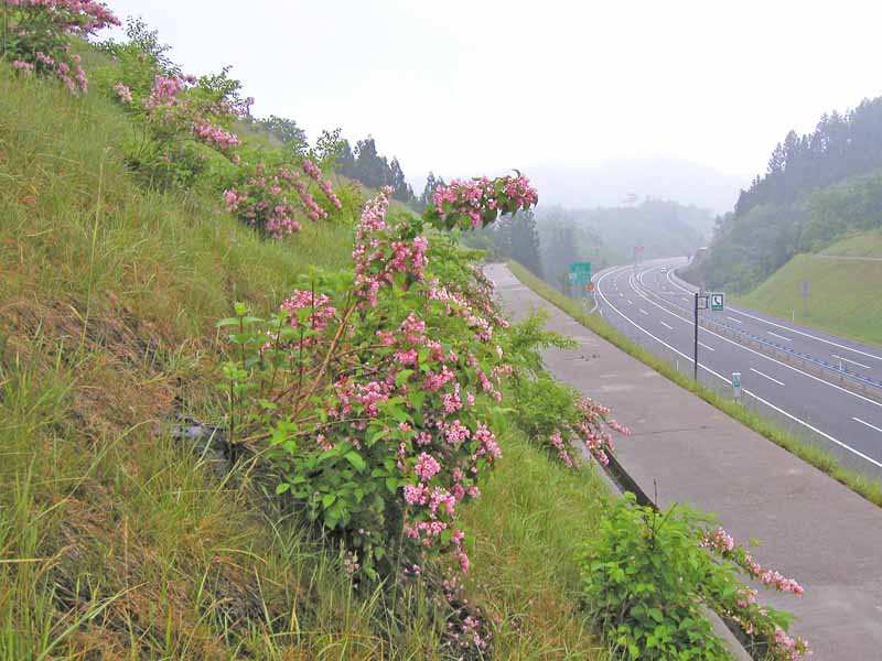 事例：軟岩切土のり面 （岐阜県高山市） 樹種：タニウツギ