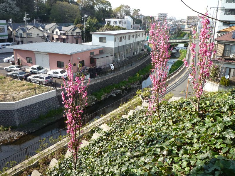 事例：切土コンクリートのり枠 （神奈川県大和市） 樹種：ハナモモ・テルテ、ヘデラ・カナリエンシス