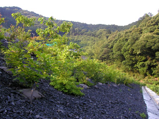 事例：岩砕（レキ）盛土のり面 （静岡県静岡市） 樹種：サクラ、モミジ、ウツギ、ヒサカキ 他