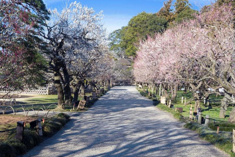 施工場所：茨城県水戸市/偕楽園（かいらくえん）
施工エリア1：東門・見晴邸付近
施工エリア2：孟宗竹林付近
