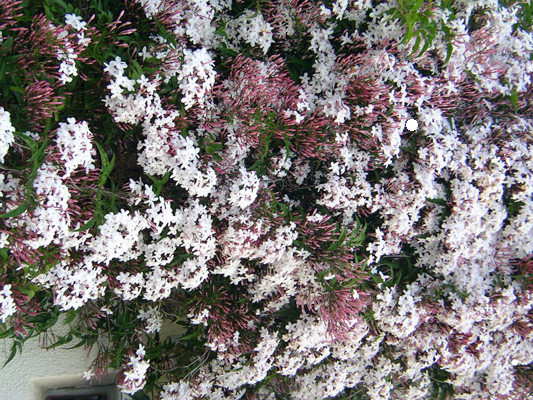 ハゴロモジャスミン