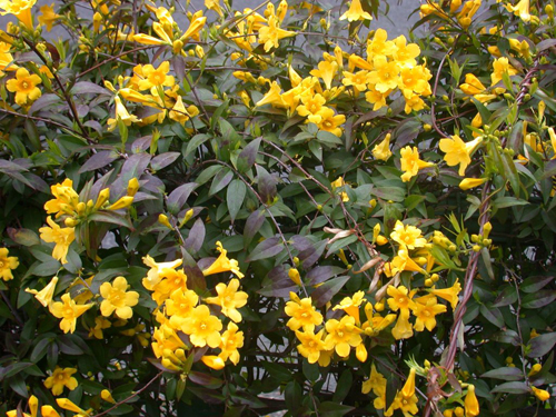 カロライナジャスミン